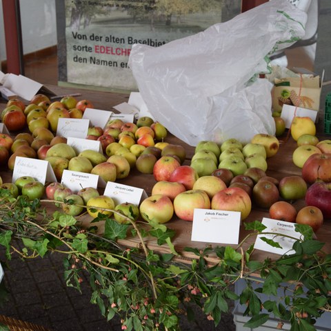 Ebenraintag 2016 - Vielfältige Auswahl an alten Apfelsorten. Vergrösserte Ansicht